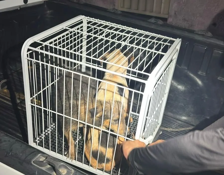 PM resgata dois cães em situação de maus-tratos 